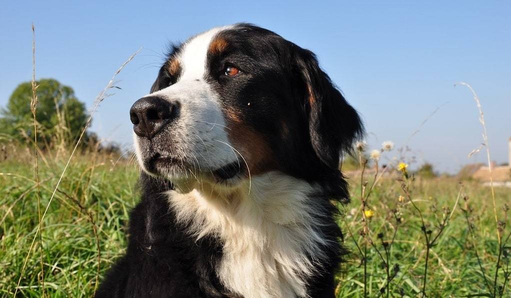Comprendre le langage corporel d'un chien pour mieux le connaître
