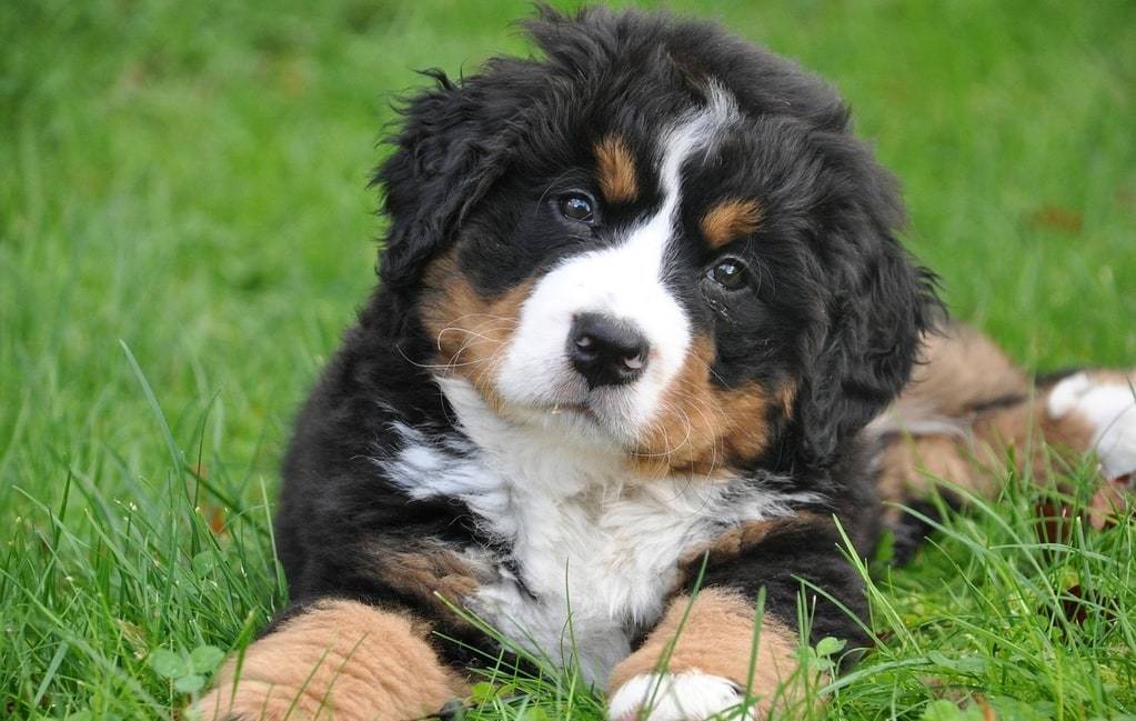 Comprendre le langage corporel d&rsquo;un chien pour mieux le connaître