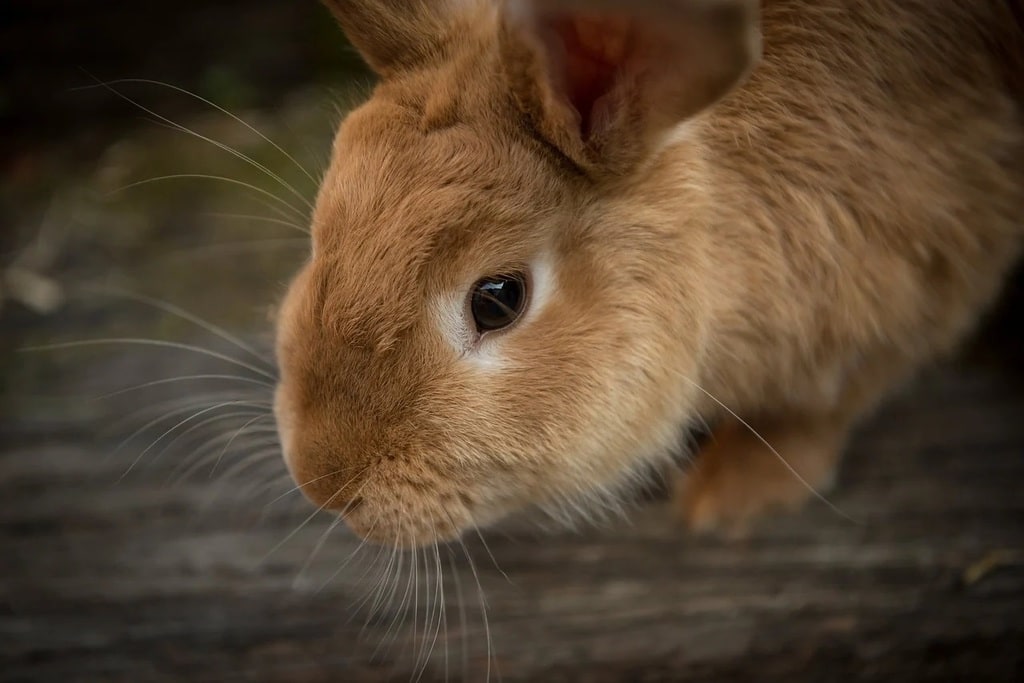 Les indispensables pour voyager avec un animal en toute sécurité