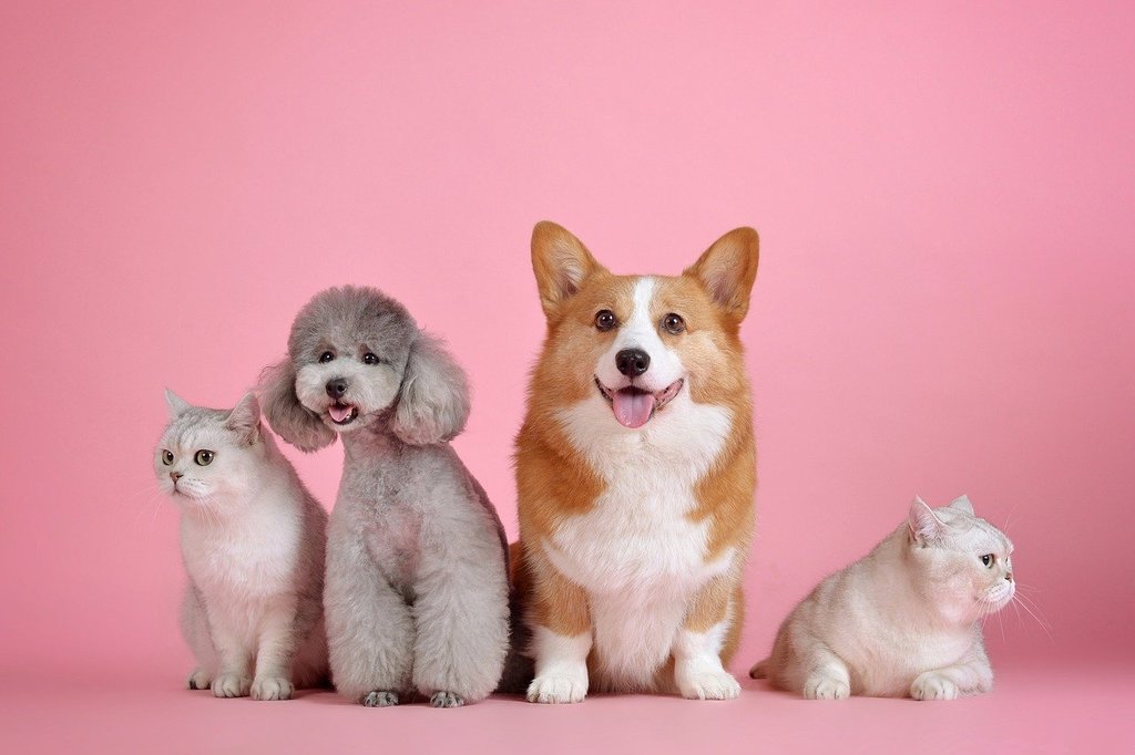 Les meilleures races de chien pour une vie en appartement