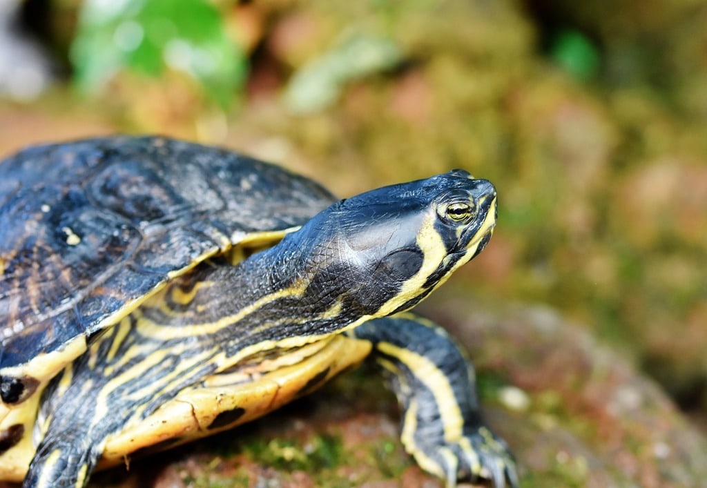 Les reptiles adaptés à une vie en intérieur