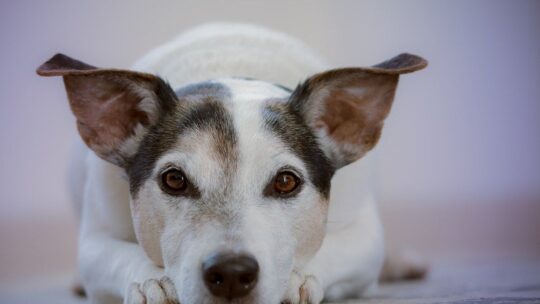 Ce qu&rsquo;il faut savoir sur les blessures courantes chez le chien