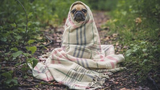 Prendre en charge une urgence animale à Saint-Etienne