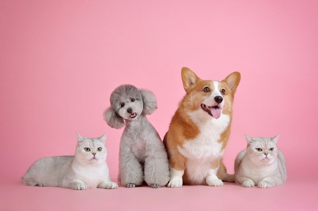 Les fondamentaux du bien-être animal au quotidien