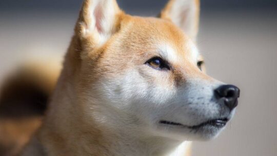 Astuces pour éduquer un Shiba Inu