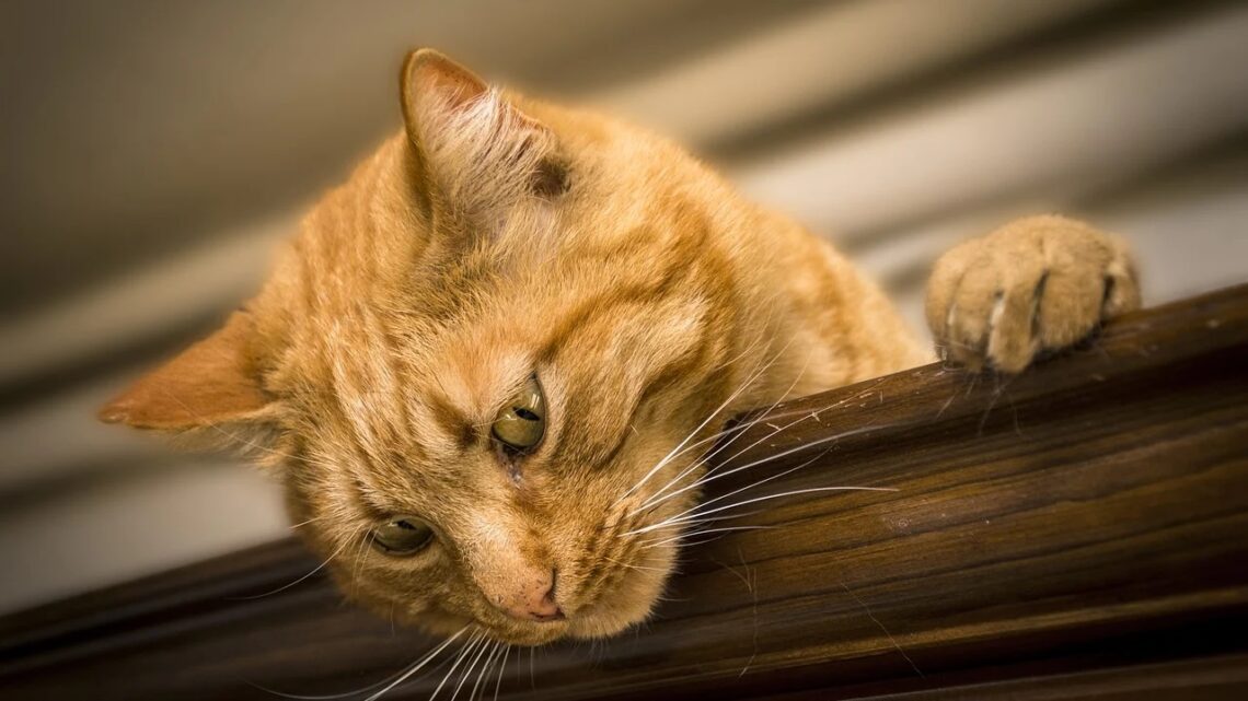 Comment bien comprendre et répondre aux besoins de son chat au quotidien&nbsp;&nbsp;?