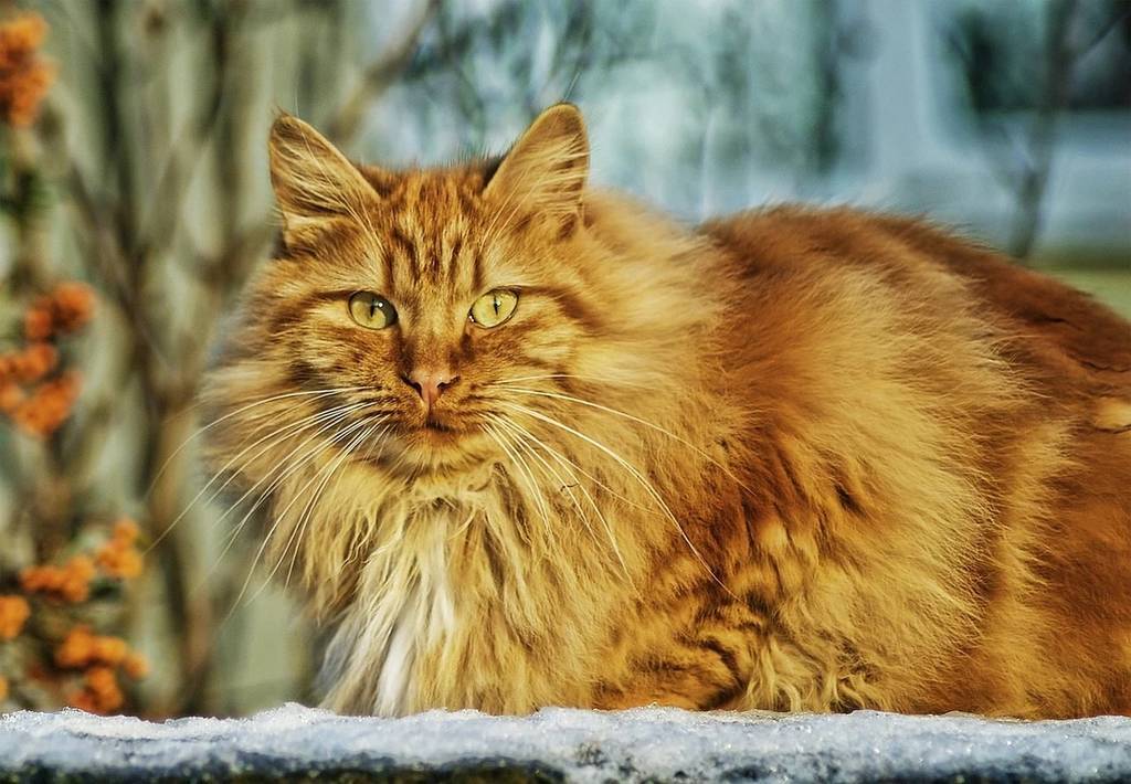 Comment bien comprendre et répondre aux besoins de son chat au quotidien ?