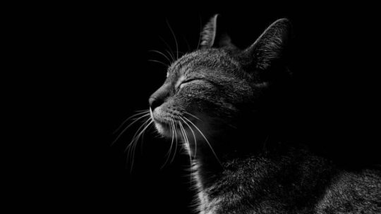 Les meilleures pratiques pour éloigner les puces et tiques de votre chat