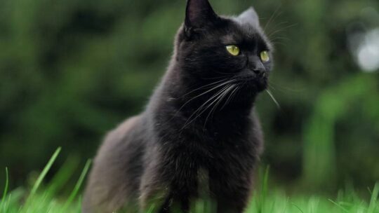 Découvrir les mystères des rêves de chats, signification et interprétation