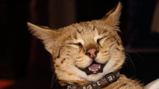 Pourquoi mon chat se frotte contre les meubles et les gens&nbsp;&nbsp;?
