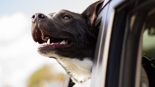 5 conseils pour passer de bonnes vacances avec son chien et son chat