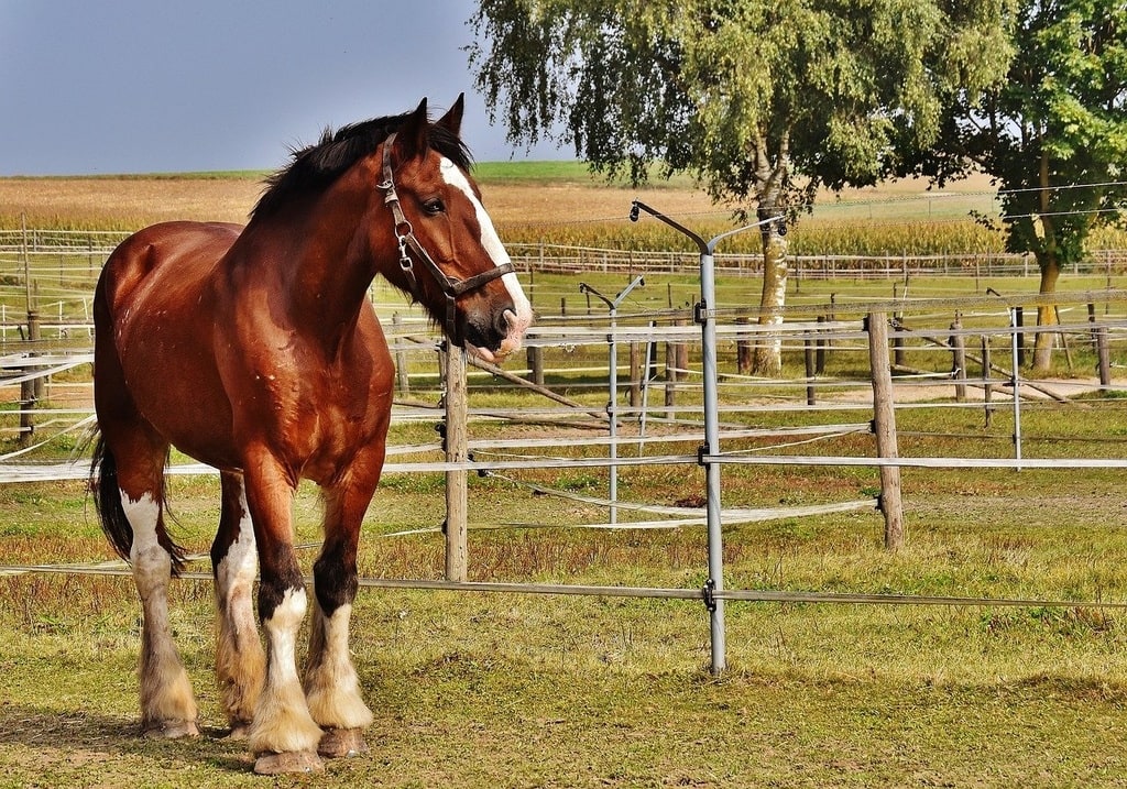 Choisir le bon haras pour la retraite ou la convalescence de son cheval