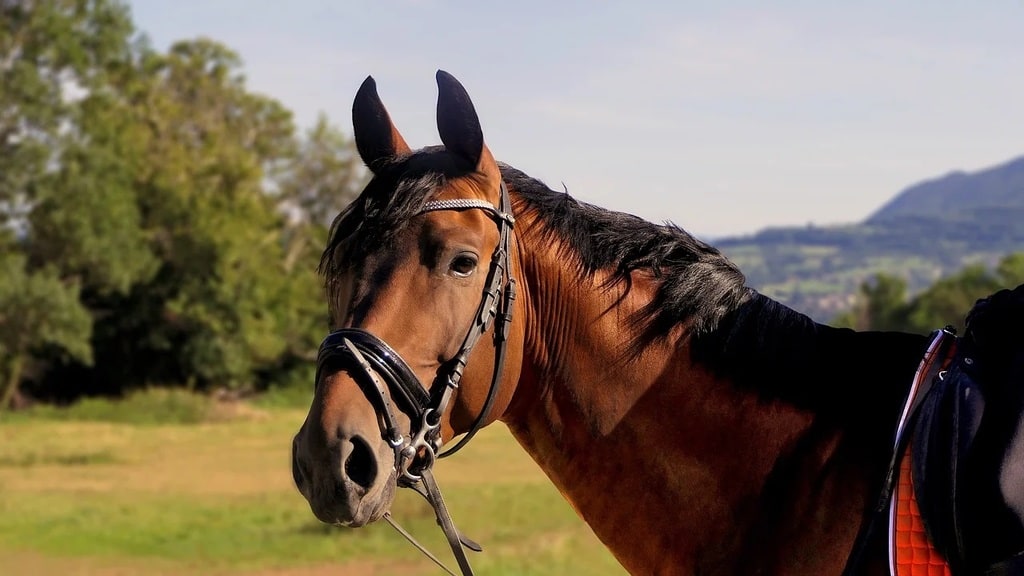 Choisir le bon haras pour la retraite ou la convalescence de son cheval